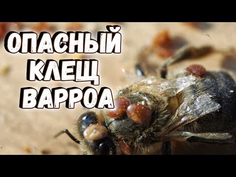 Video: Apakah tungau varroa terbang?