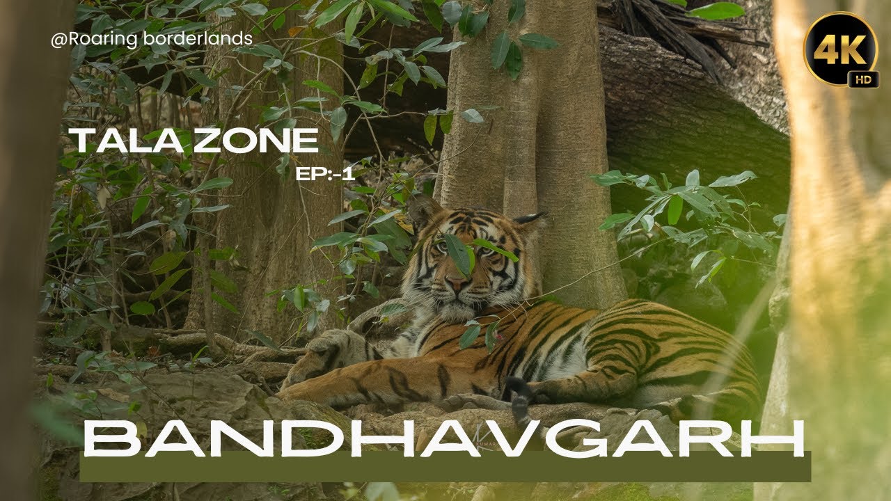 TALA ZONE EP 1| BANDHAVGARH NATIONAL PARK | 4K VIDEO - YouTube