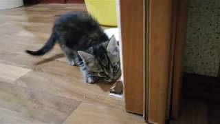 VLOG Родители взяли к себе котенка Мейн-кун VLOG Родители взяли к себе котенка Мейн-кун
