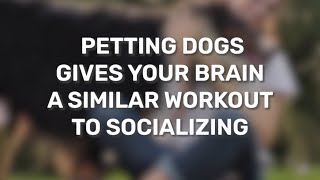 Petting Dogs Gives Your Brain A Similar Workout To Socializing screenshot 3