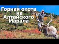 Горная охота на Алтайского Марала, в горах Восточного Казахстана.  Hunting Altai maral.