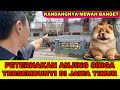 Terselubung  peternakan anjing singa mewah di jawa timur