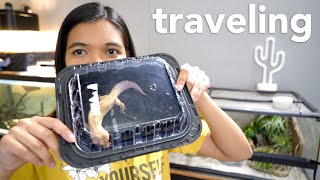 Moving my pets ACROSS THE COUNTRY (traveling with reptiles/turtles)