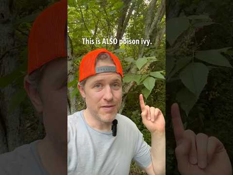 Poison Ivy Climbs Trees. Danger from above.