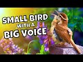 The many calls and songs of the carolina wren birdswalkingdown