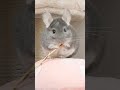 虐待と言われた動画 #Shorts