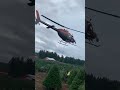 C&oacute;mo cosechan pinos navide&ntilde;os🌲 / USA