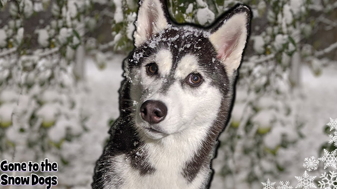 Husky Puppy Experiences SNOW for the FIRST Time - YouTube