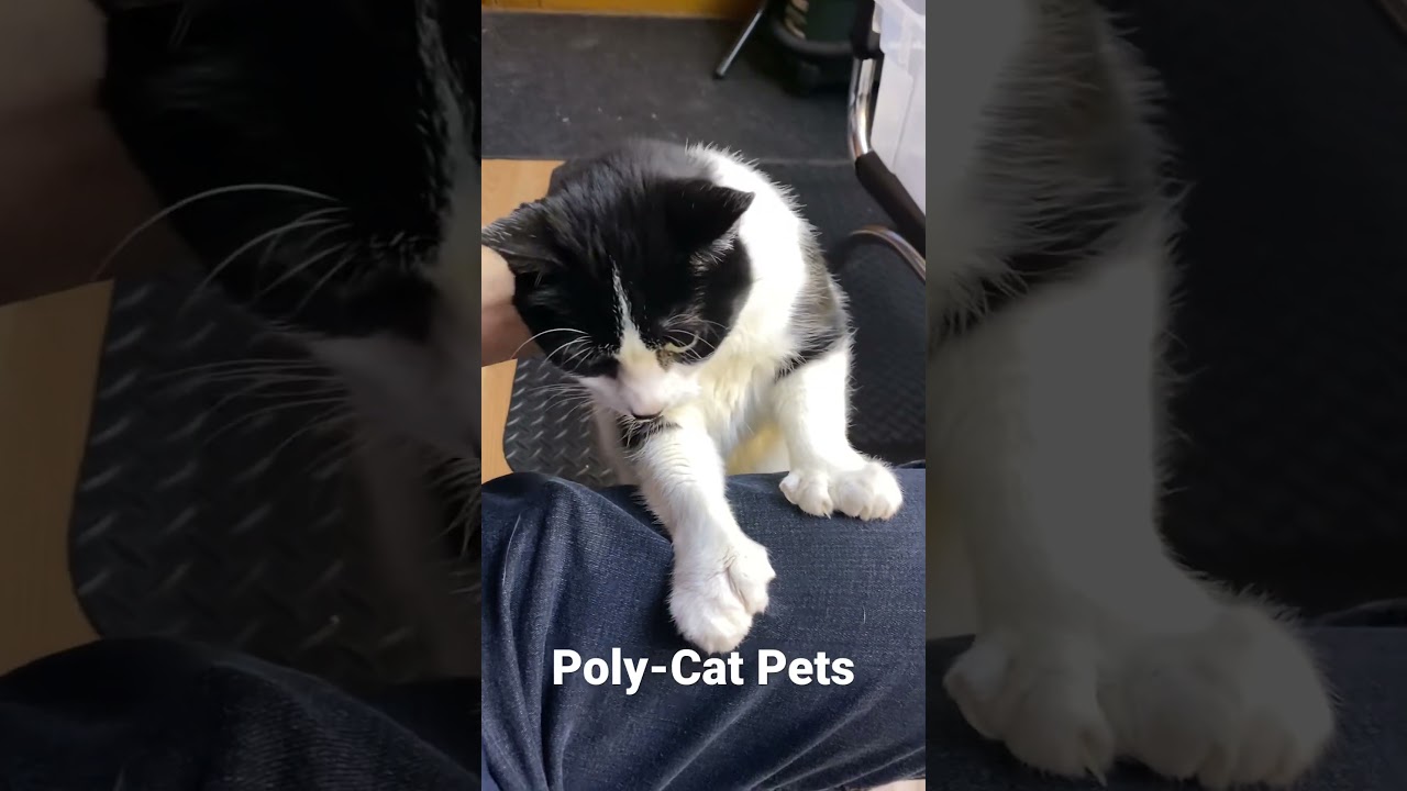 Polydactyl cat moving in for the pets.￼ 🫶🐱 