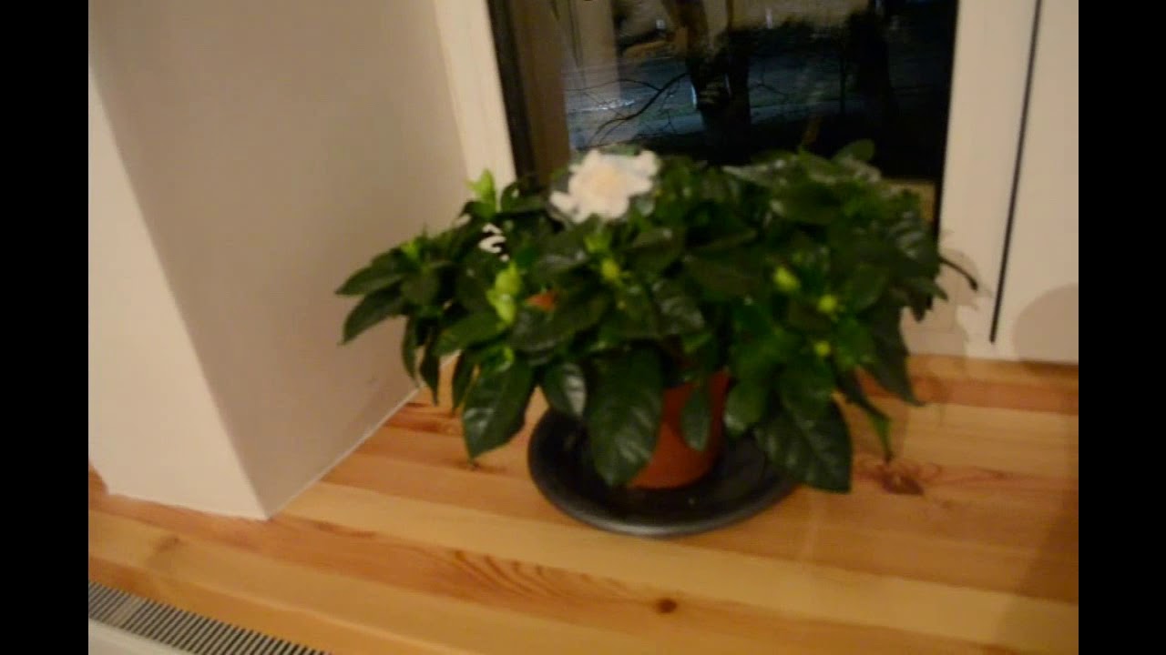 ПОДОКОННИК ИЗ ЛИСТВЕННИЦЫ, АЛЬТЕРНАТИВА ПЛАСТИКОВОМУ ПОДОКОННИКУ ...