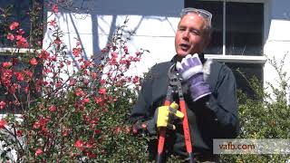 In the Garden - Avoiding Thorns in the Garden