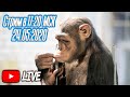 Дан Запашный и его шимпанзе в прямом эфире от 24.05.2020
