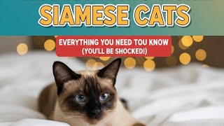 The Fascinating World of Siamese Cats: Everything You Need To Know