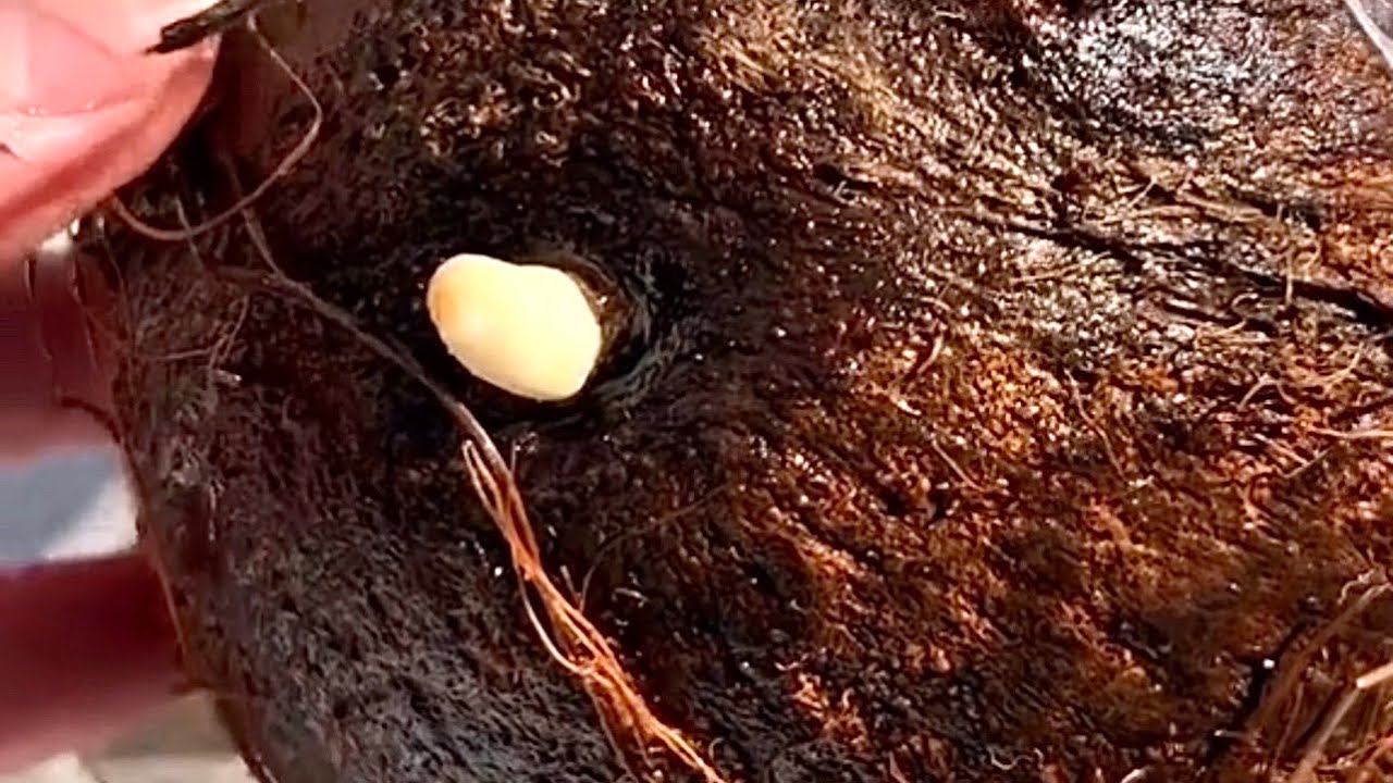 Why Growing This Coconut Made Me Very Concerned🥥