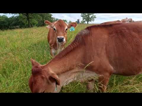 Heifers find pasture...and then lose it again! June 23 2024