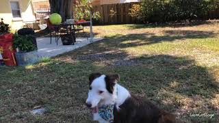 Akc Performer Tricks Title Video