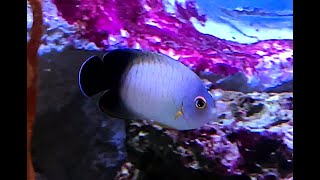 エイブルズエンジェルフィッシュ　Blacktail angelfish　Centropyge eibli