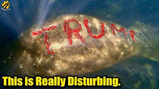 Florida Manatee Found With 'TRUMP' Carved into its Back😡