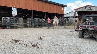 Sold 135- Registered Belgian mare 15.3h $850 Deadline 10\/20\/25 