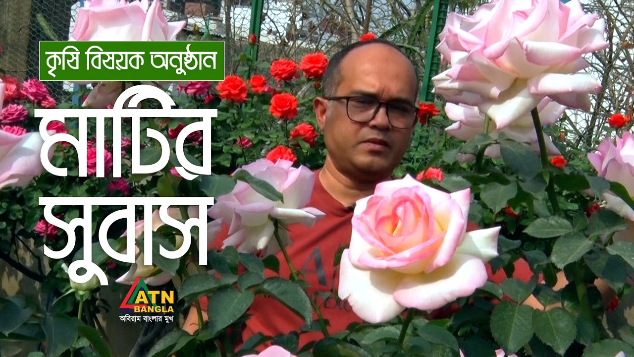 ঢাকার মোহাম্মদপুরে ছাদ বাগানে গোলাপ ফুলের বাগান | মাটির সুবাস | Matir Subas | ATN Bangla