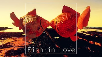 3D VISUAL ART: FISH IN LOVE - created with Blender - by Massimo Cozzi expert in 3D modelling