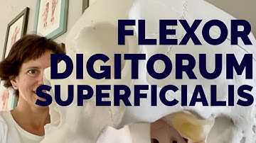 Flexor Digitorum Superficialis muscle