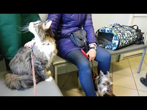 Видео: Кошки на природе и окружающая среда - Ежедневный ветеринар