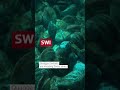 Can the spread of invasive quagga mussels be stopped in Switzerland?