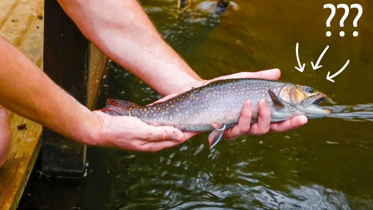 TRUITES - LES PLUS BELLES PRISES DE LA CHAÎNE !