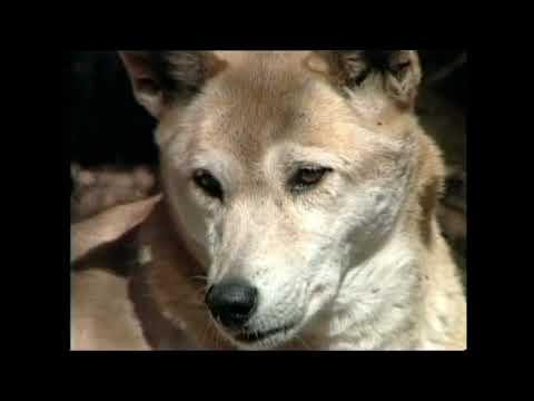 Video: Praeitis Dingo