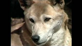 Canis lupus dingo - Динго - Dingo