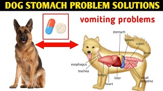 dog stomach problem : in hindi :dog ka pet karab hone pr kya kare by At Mix 483 views 2 weeks ago 8 minutes, 7 seconds