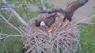 Kansas Eagles 5-15-24.  Wichita Branches on the Spike Branch in the Nest, 8:14 PM, at 55 Days Old! 🌟