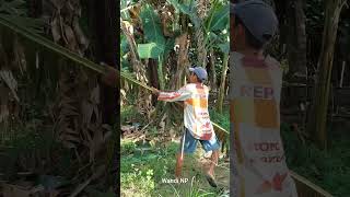 Peoples Banana Harvest wandinp wandisp