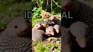 Fun Fact: Armadillos' Identical Quadruplets!
