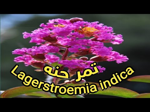نبات تمر حنه وطرق العنايه به وفوائده الصحيه  