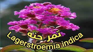 نبات تمر حنه وطرق العنايه به وفوائده الصحيه/ lagerstroemia indica