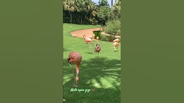 سورة التين القارئ حسن الواجدي ❤️#سورة_التين
