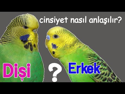 Video: Erkek Muhabbet Kuşu Arasındaki Fark Nasıl Anlaşılır?