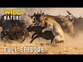 WILD SAVANNA - Apex Predators vs Baby Animals (Full Episode) | Nature Animal Documentary