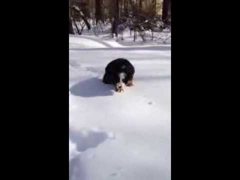 Molson - Bernese