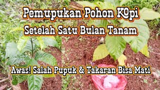 Pemupukan Kopi Usia 1 Bulan Jangan Salah! Ini Dosis Pupuk Yang Benar Biar Cepat Besar