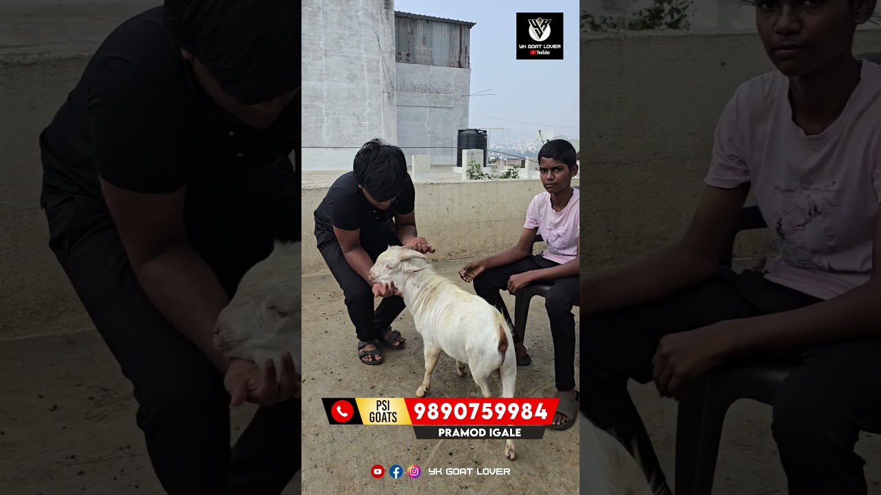 Коза породы бентам Adant Quality доступна в Пуне на PSI Goats 