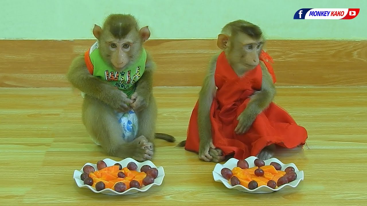 Adorable Monkey | Cuties Baby Kako With Luna Eating Fruits