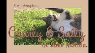 Charly & Sally in Slow Motion | May's Scrapbook