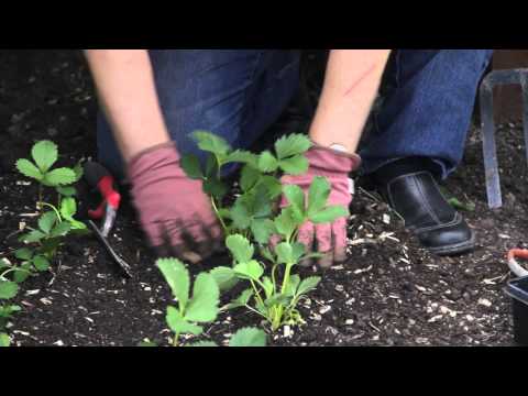 Video: Wat zijn dagneutrale aardbeien - Tips voor het kweken van dagneutrale aardbeienplanten