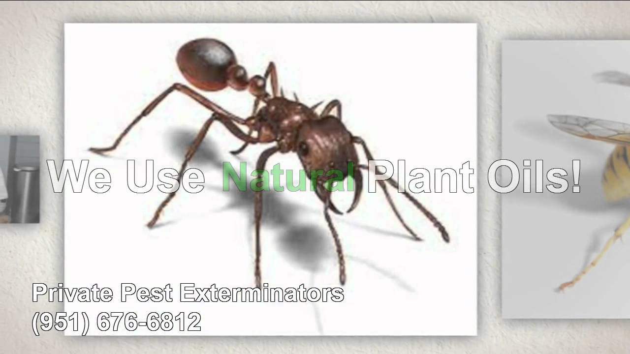 Private Pest Exterminators (951) 676-6812 - YouTube