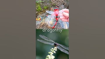 Kids Learn | Bug Insect Names at the Stream for Preschoolers: Ladybug Praying Mantis Stink Bug Ant