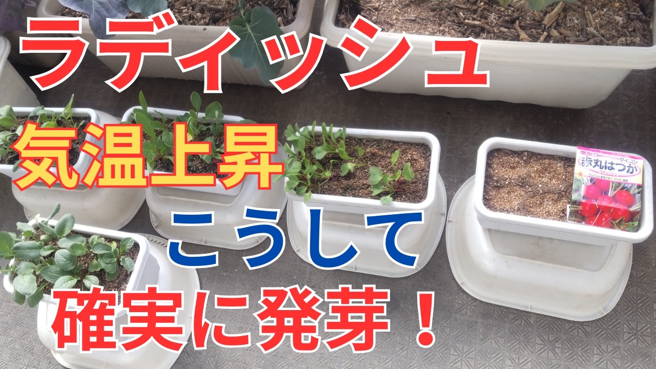 2/24【ラディッシュ】種まき　気温が上がって来たのでこうして種をまけば確実に発芽します