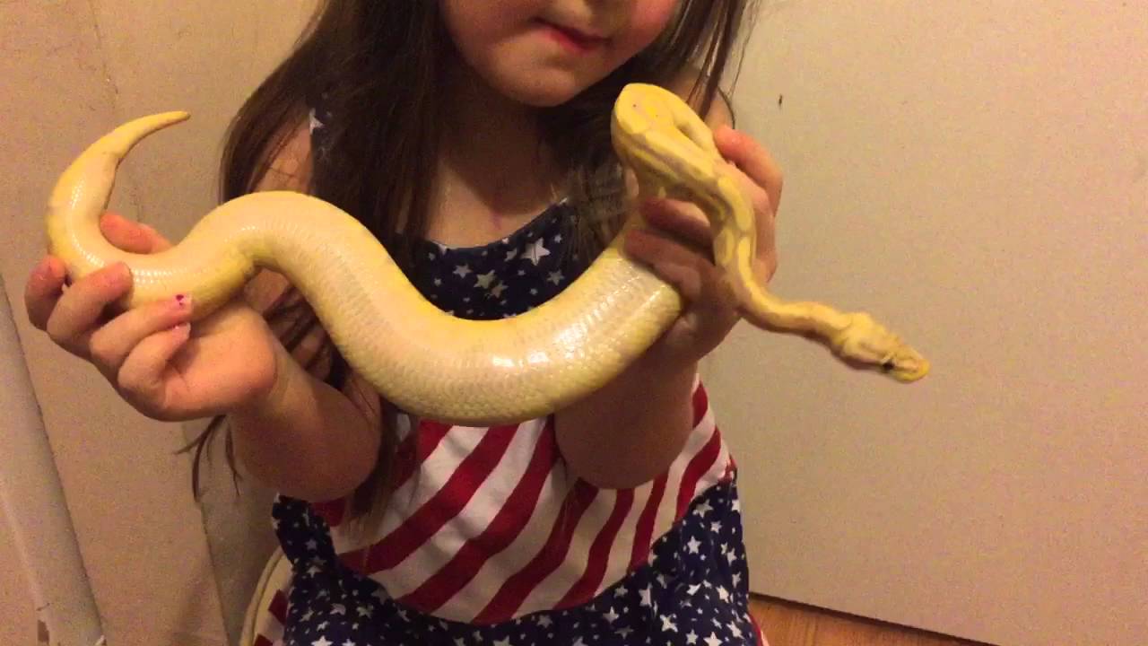 petco hours Coral Glow Ball Python & Abby